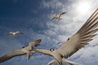 A Sooty Tern gets too close to the camera!