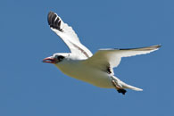 Red-billed Tropicbird