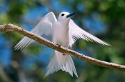 White Tern