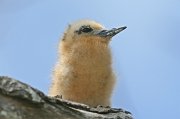  White Tern chick