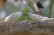  White Tern on the left delivering a fish to the one on the right