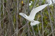  White Tern
