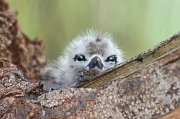  White Tern chick
