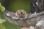 White Tern chick