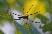  Female Palm Spider