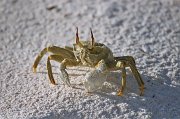 Horned Ghost Crab