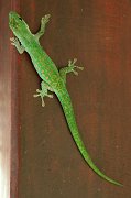  Green Gecko