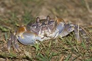  Crab