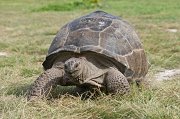  Aldabra Tortoise