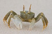  Horned Ghost Crab