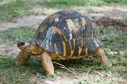  'Jermina', a Radiated Tortoise on Bird Island