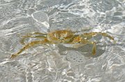  Horned Ghost Crab
