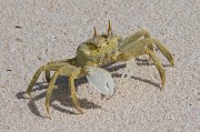  Horned Ghost Crab