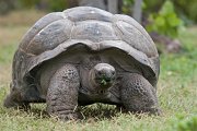  Aldabra Tortoise