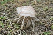  Hermit crab (in shell of African Land Snail)