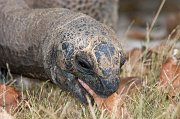  Aldabra Tortoise
