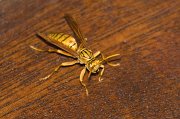  Yellow Wasp