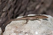  Seychelles Skink