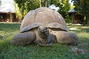 Aldabra Tortoise