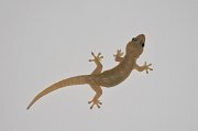  Pacific House Gecko
