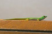  Green Gecko