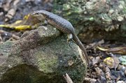  Wright's Skink