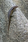  Wright's Skink