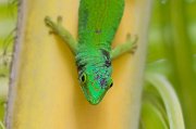  Green Gecko