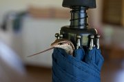  Seychelles Skink