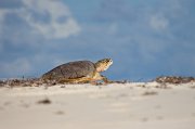  Hawksbill Turtle on its way up the beach to lay her eggs