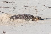  Hawksbill Turtle preparing to lay her eggs