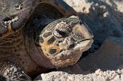  Hawksbill Turtle