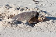  Hawksbill Turtle while laying her eggs