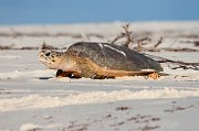  Hawksbill Turtle returning to the Indian Ocean after laying her eggs