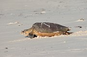  Hawksbill Turtle returning to the Indian Ocean after laying her eggs