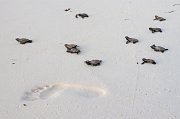  Hawksbill Turtle hatchlings on their way to the Indian Ocean