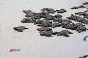  Hawksbill Turtle hatchlings on their way to the Indian Ocean