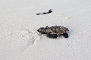  Hawksbill Turtle hatchling on its way to the Indian Ocean