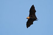  Seychelles Fruit Bat