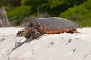  Hawksbill Turtle returning to the Indian Ocean after laying her eggs