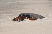  Hawksbill Turtle returning to the Indian Ocean after laying her eggs