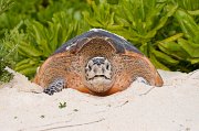  Hawksbill Turtle while laying her eggs