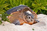  Hawksbill Turtle while laying her eggs