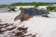  Hawksbill Turtle returning to the Indian Ocean after laying her eggs