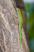  Green Gecko