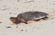  Hawksbill Turtle