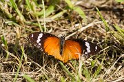  Female Eggfly butterfly
