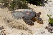  Hawksbill Turtle covering her eggs