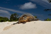  Hawksbill Turtle on her way back down the beach after laying her eggs