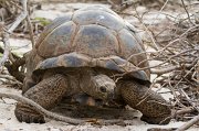  Aldabra Tortoise